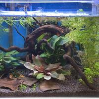 Acquario 20 l,completo in allestimento (36x22x26h)