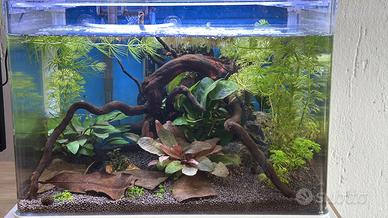 Acquario 20 l,completo in allestimento (36x22x26h)