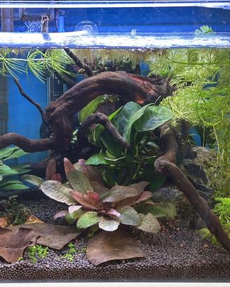 Acquario 20 l,completo in allestimento (36x22x26h)