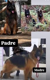 Cuccioli di Pastore tedesco