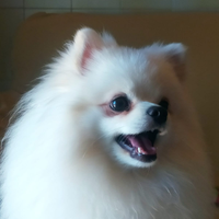 Spitz di pomerania