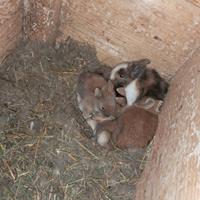 Conigli nani con pelo d'angora
