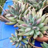 Graptosedum 'Daniel san' piante grasse