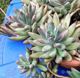 Graptosedum 'Daniel san' piante grasse