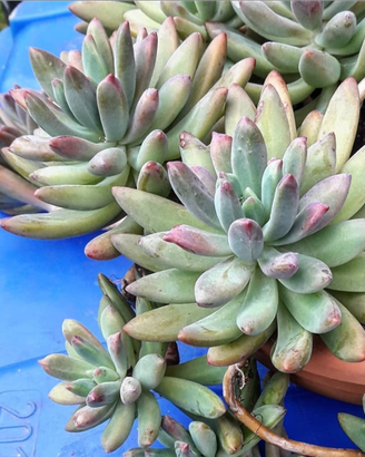 Graptosedum 'Daniel san' piante grasse