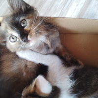 Gattine Europee dolci e coccolone