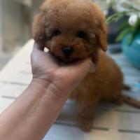 Barboncino toy albicocca