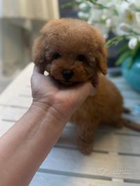 Barboncino toy albicocca