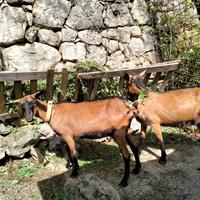 Capre camosciate, ottime lattifere, giovani