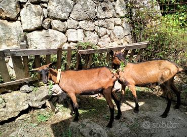 Capre camosciate, ottime lattifere, giovani