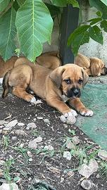 Incrocio amstaff meticcio