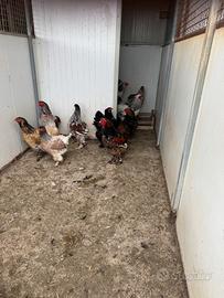 Pulcinotti di Moroseta ed anche brahama