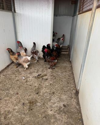 Pulcinotti di Moroseta ed anche brahama