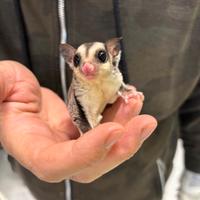 Petauro dello zucchero