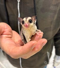 Petauro dello zucchero