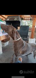 Bracco tedesco 6 anni