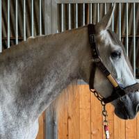 Cavalla P.R.E. 5 anni ??