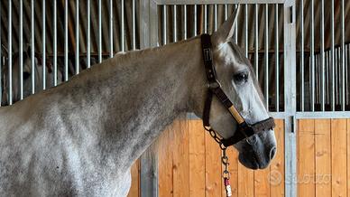 Cavalla P.R.E. 5 anni ??