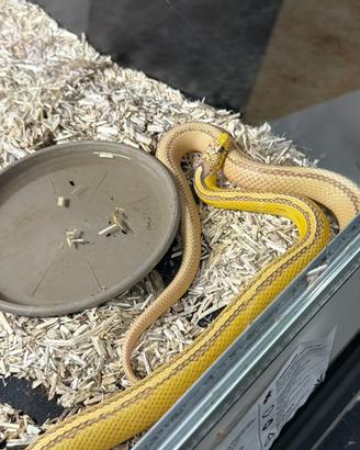 Elaphe ibrido pastel ultra tessera