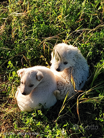 Cuccioli di pastore maremmano