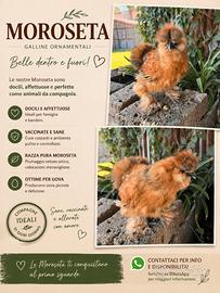 Galline Moroseta - Galline Ornamentali
