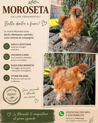 Galline Moroseta - Galline Ornamentali