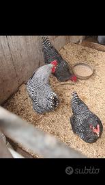 Amrock, moroseta, Sebright