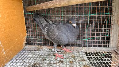 Colombo viaggiatore nero