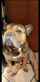 BULLDOG FRANCESE PER MONTA (accoppiamento)
