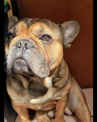 BULLDOG FRANCESE PER MONTA (accoppiamento)