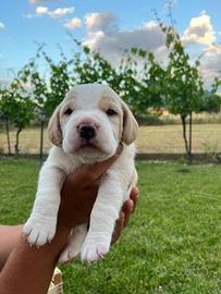 Cuccioli di Beagle