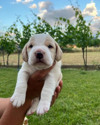 Cuccioli di Beagle