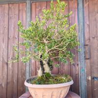 Bonsai di bosso