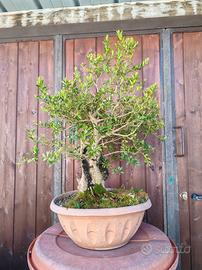 Bonsai di bosso