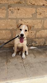Incrocio golden retriver