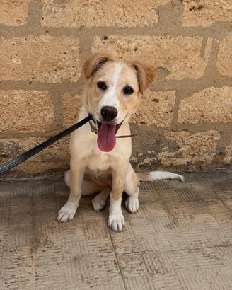 Incrocio golden retriver