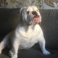 Bulldog inglese monta