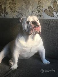 Bulldog inglese monta