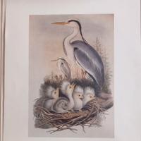 Litografie del 1800 riprodotte su cartoncino