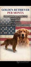 Golden retriever americano per monta
