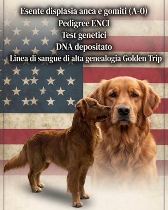 Golden retriever americano per monta