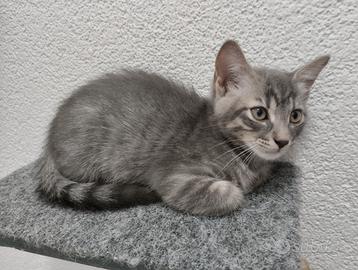 Gattini