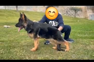 Pastore tedesco con pedigree cuccioli