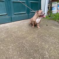 American bully