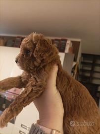 Barboncina Toy pedigree ENCI fulvo