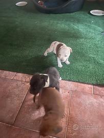 Cuccioli Staffordshire bull terrier