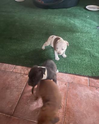 Cuccioli Staffordshire bull terrier