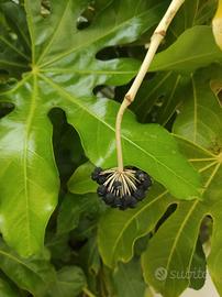 Fatsia japonica - Bacche fresche da semina
