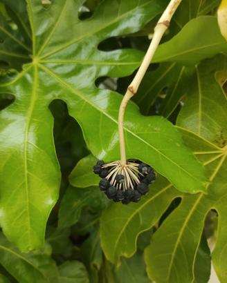 Fatsia japonica - Bacche fresche da semina
