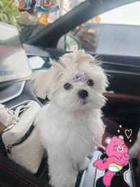 maltese Toy maschio